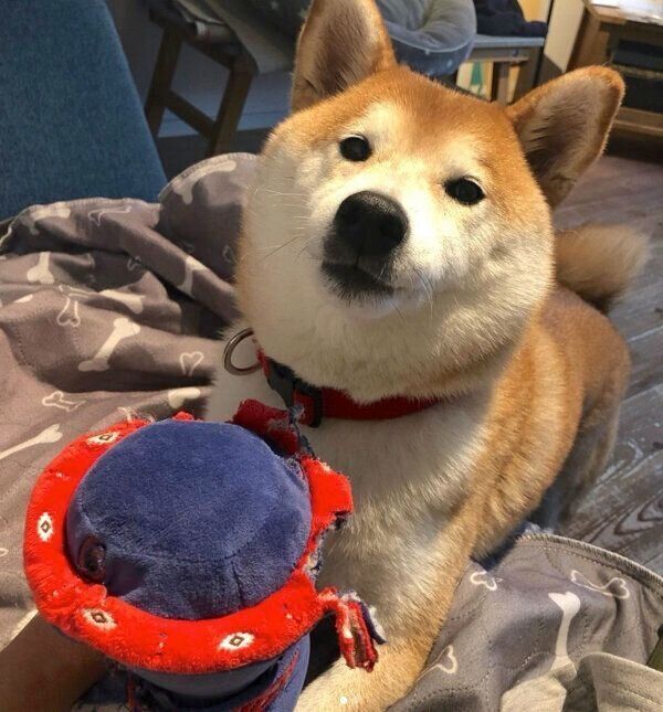 見つめるさくちゃん