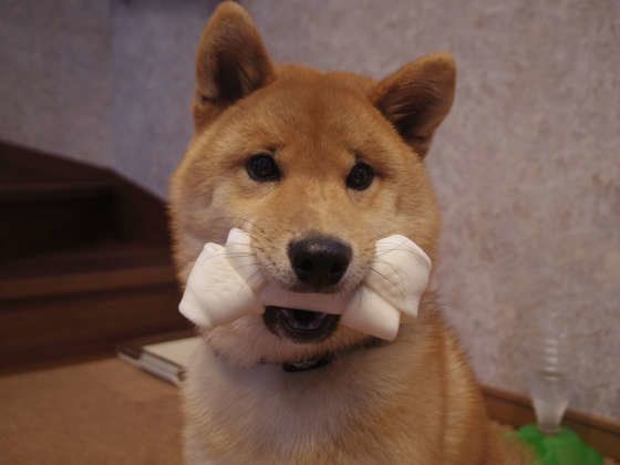 柴のチャイくん