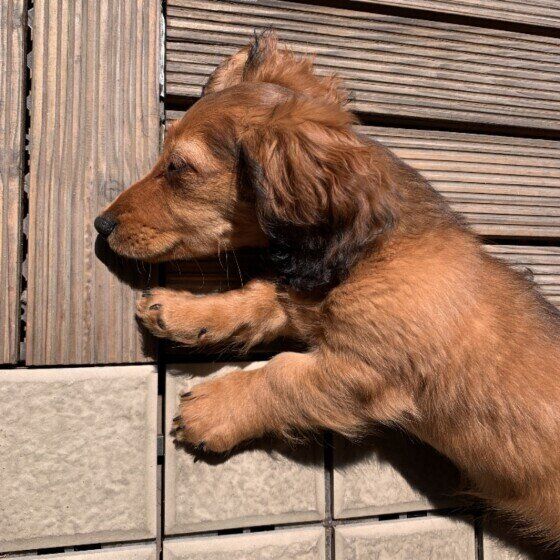 カニーンヘン・ダックスフンドのエマちゃん