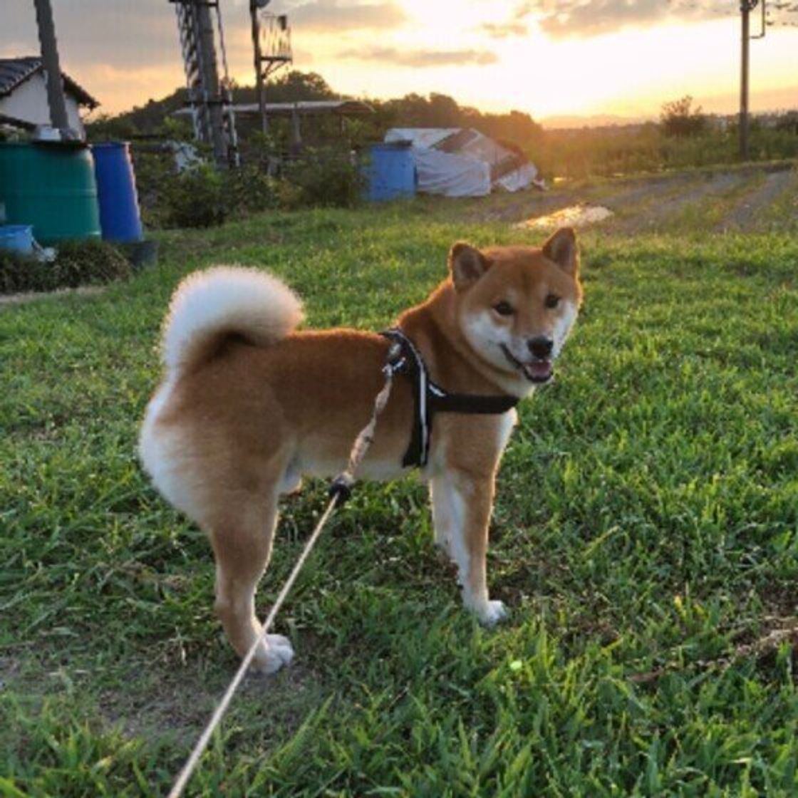 犬があちこちにオシッコする 犬が散歩中に見せる気になる行動 これってどういう意味 いぬのきもちweb Magazine 犬があちこちにオシッコする 犬が散歩中に見せる気になる行動 これってどういう意味 いぬのきもちweb Magazine
