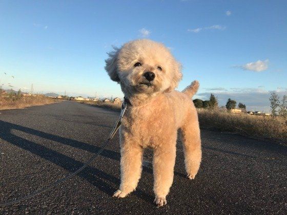 お散歩するトイ・プードル