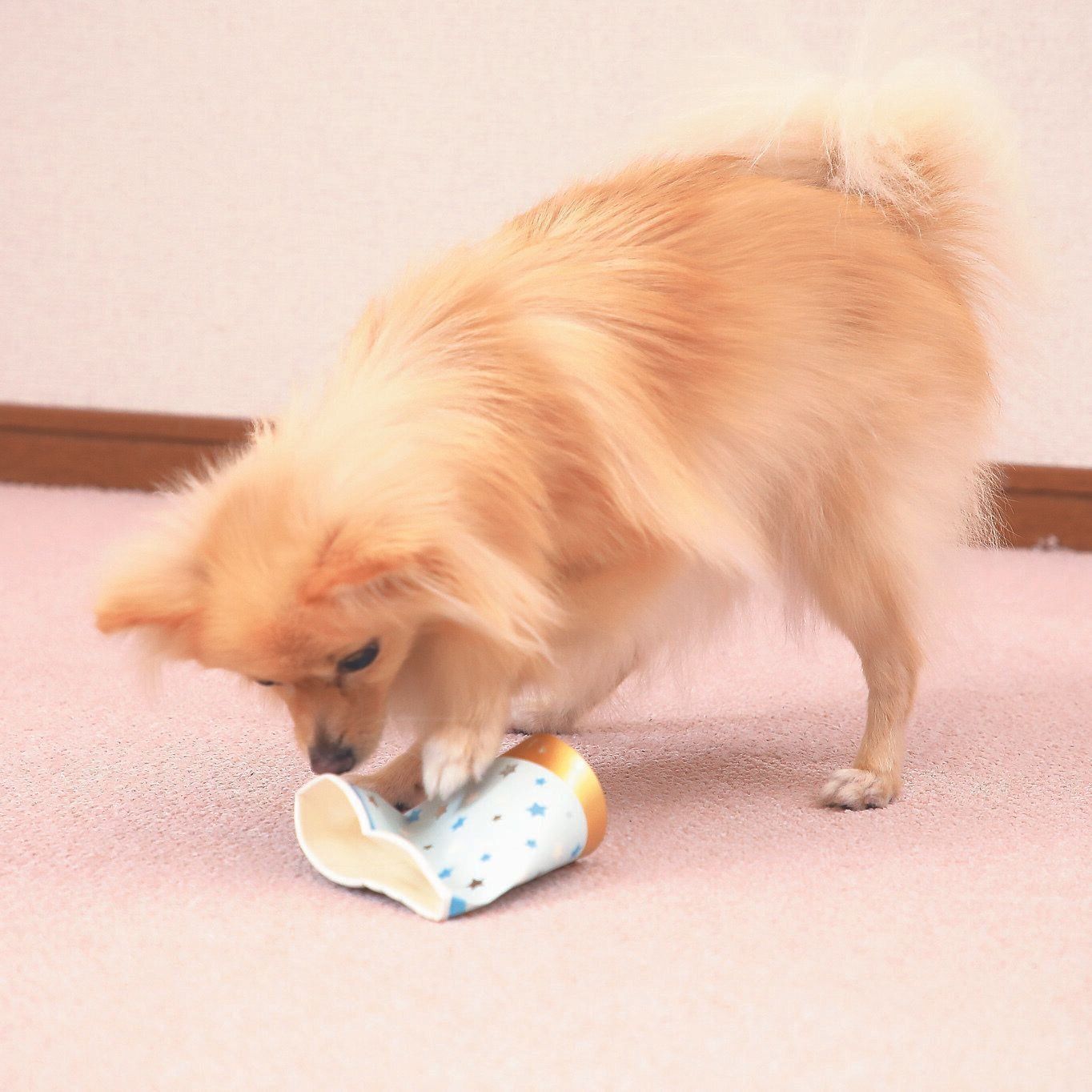 撮影／尾﨑たまき