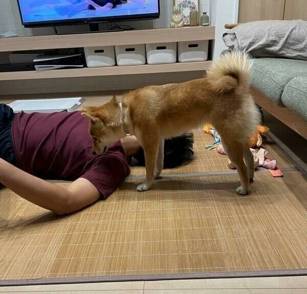 筋トレを見守るすずちゃん