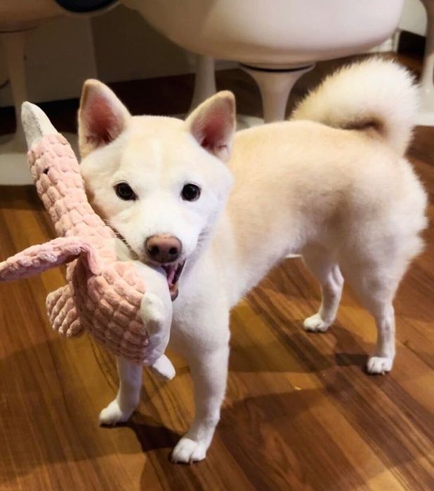 4才ごろから縄張り意識が強くなったというほたてくん。今では飼い主さん夫婦がほたてくんの追いかけっこの相手なのだとか。