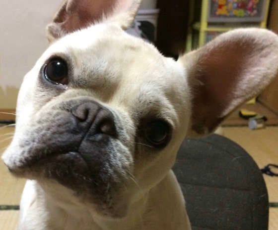 フレンチブルドッグ