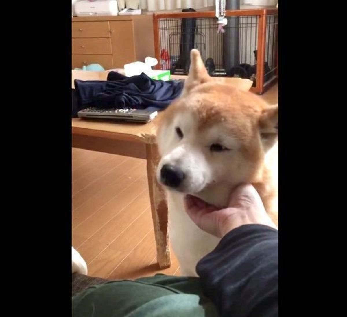 かれこれ30分 ナデナデを要求する柴犬かわいすぎ やめどきを逃す いぬのきもちweb Magazine かれこれ30分 ナデナデを要求する柴犬かわいすぎ やめどきを逃す いぬのきもちweb Magazine