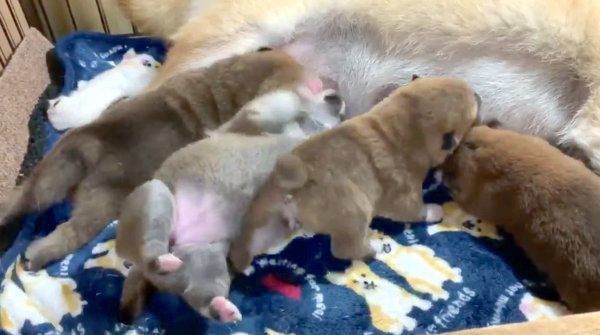 母乳を飲む茶太郎くん、ゆずちゃん、マツコちゃん、トマトちゃん