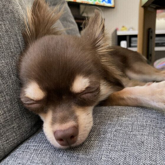 チワワのちょこくん