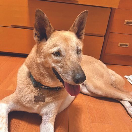 元野犬で推定4才のじろくん