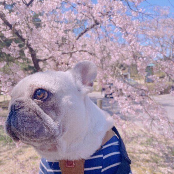 お出かけをするフレンチ・ブルドッグ