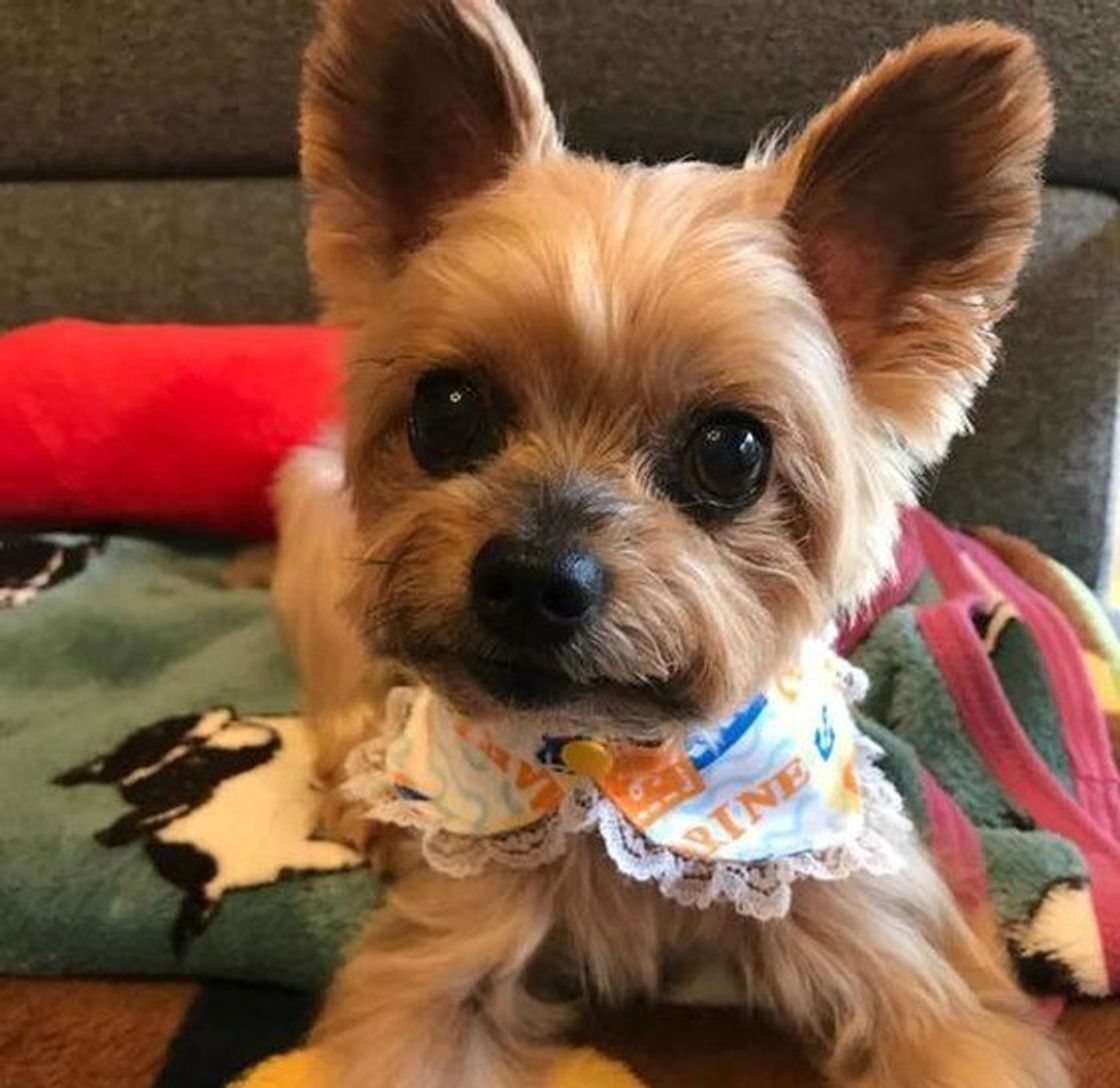 愛犬のウインクやまばたき もしかしたらクセじゃなくて病気かも いぬのきもちweb Magazine 愛犬のウインクやまばたき もしかしたらクセじゃなくて病気かも いぬのきもちweb Magazine