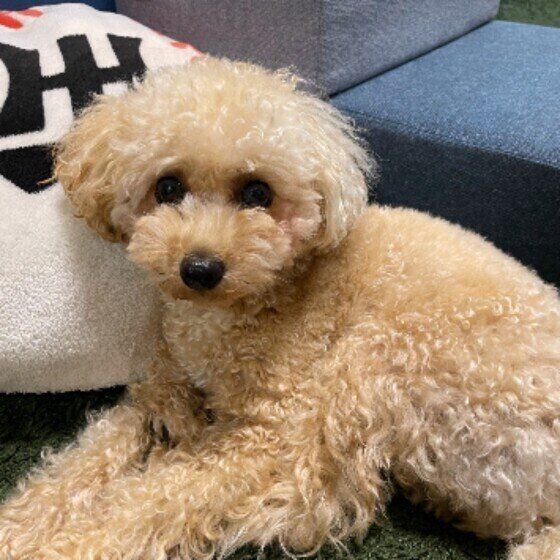 前足を出して絨毯の上に腹ばいになり、カメラのほうを見ている薄茶色のトイ・プードル