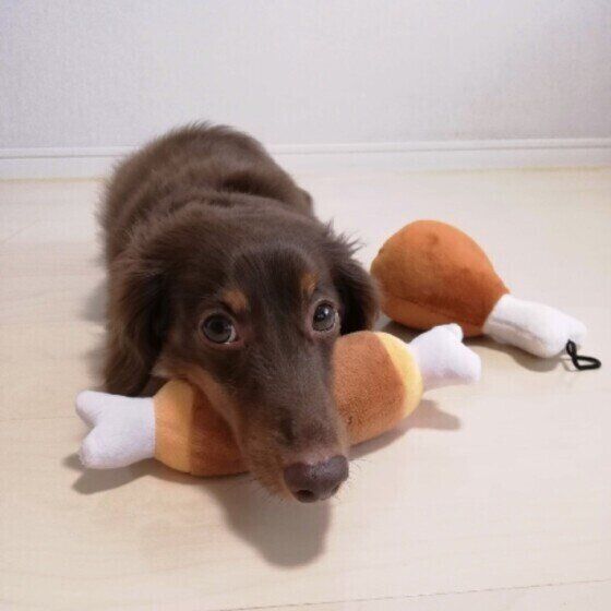 おもちゃの上にあごのせするカニーンヘン・ダックスフンド