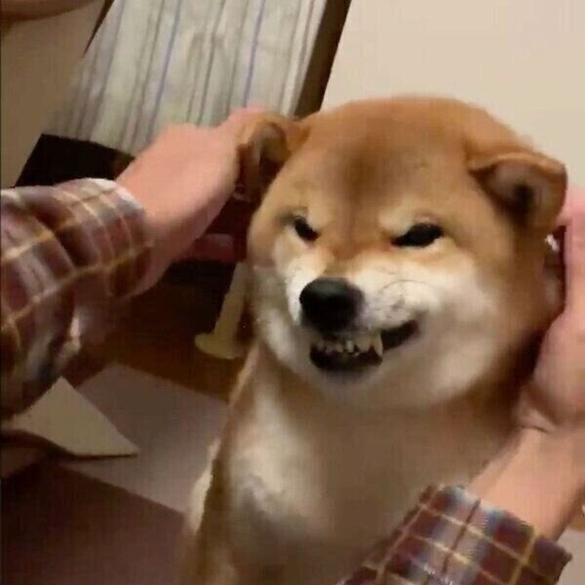 パパのマッサージを堪能する柴犬 ある言葉 を聞くと 表情が一変 理由が可愛かった いぬのきもちweb Magazine パパのマッサージを堪能する柴犬 ある言葉 を聞くと 表情が一変 理由が可愛かった いぬのきもちweb Magazine