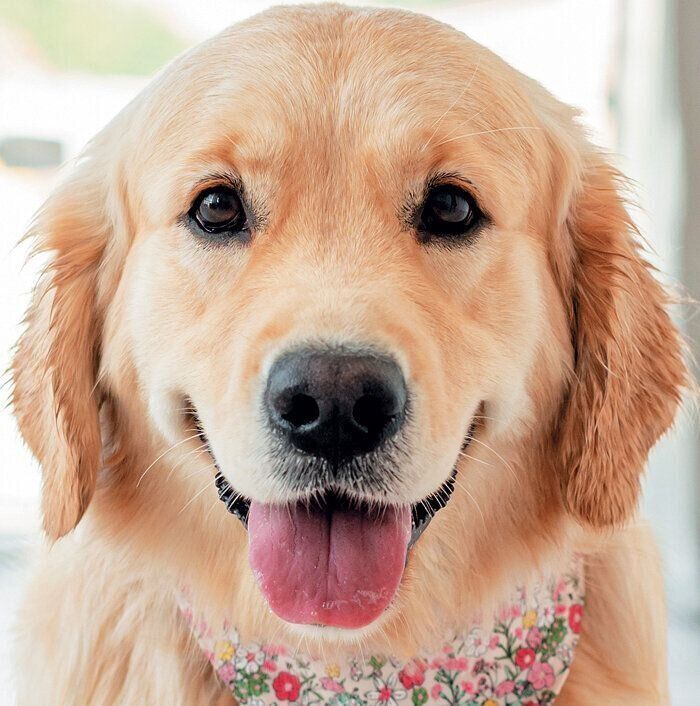 リラックスしているときの耳の形