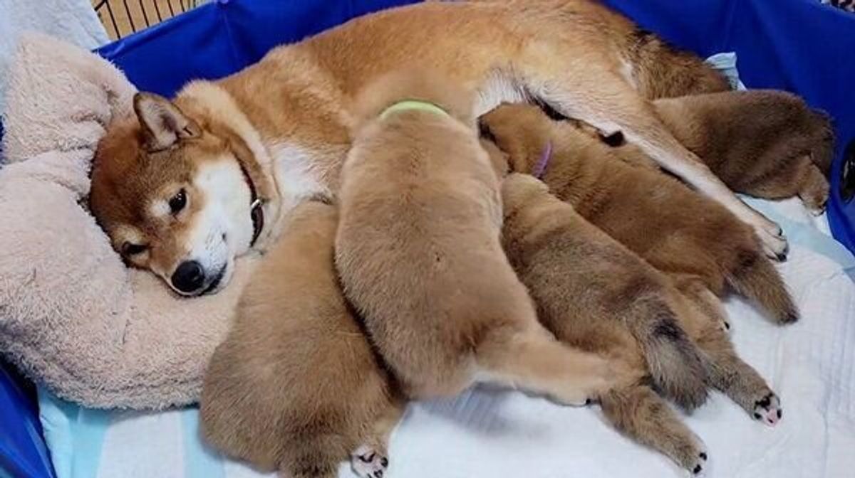 なぜそこで という場所で眠る柴の子犬 ブサカワ な寝顔に癒される人続出 いぬのきもちweb Magazine なぜそこで という場所で眠る柴の子犬 ブサカワ な寝顔に癒される人続出 いぬのきもちweb Magazine