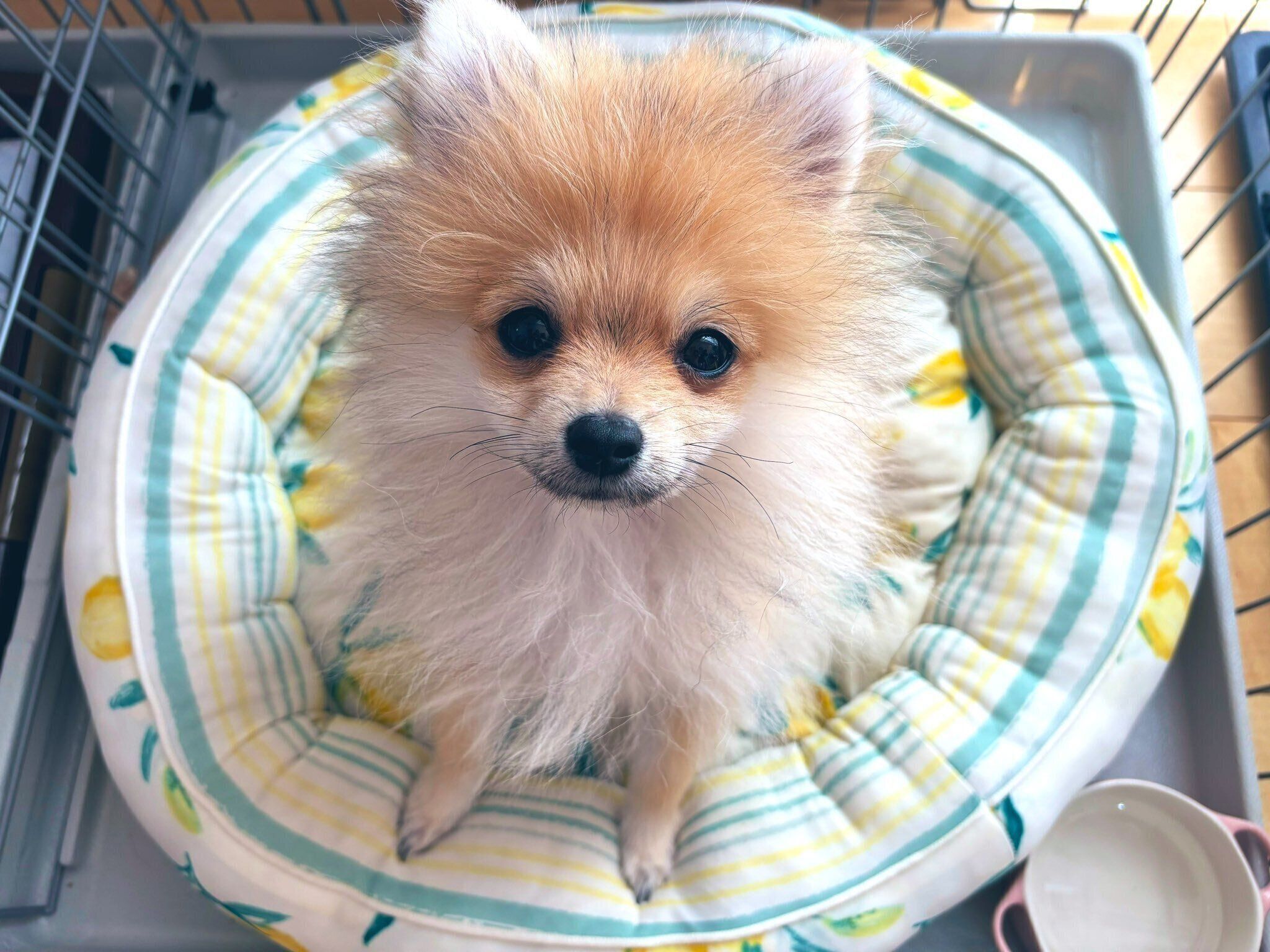 ケージのなかで座るたぬくん