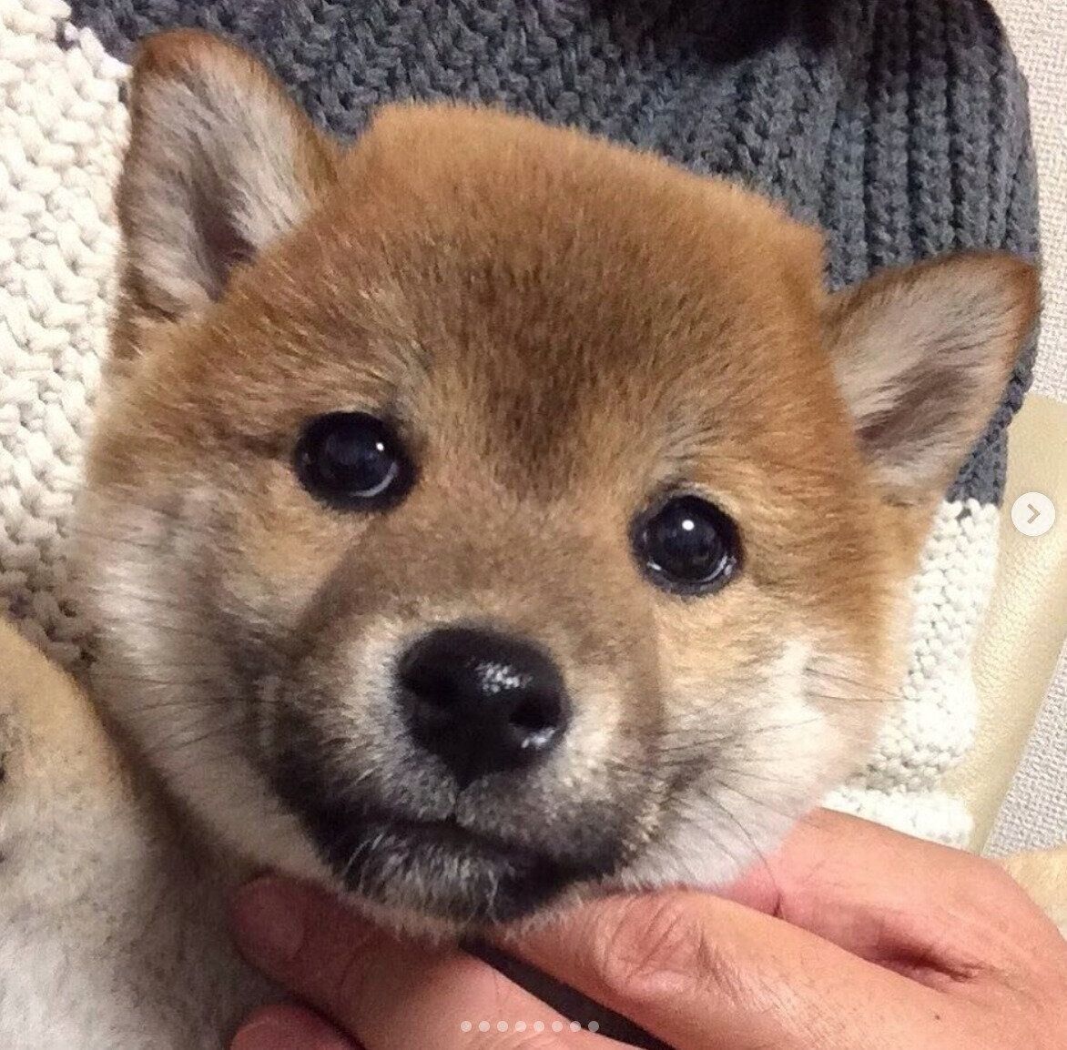 お迎え初日、犬友さんに抱っこされるはるくん