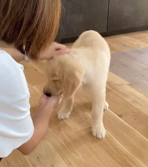 ご褒美のおやつを食べるむぎちゃん