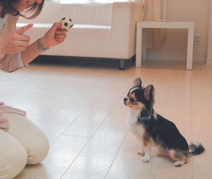 指示する言葉の総称