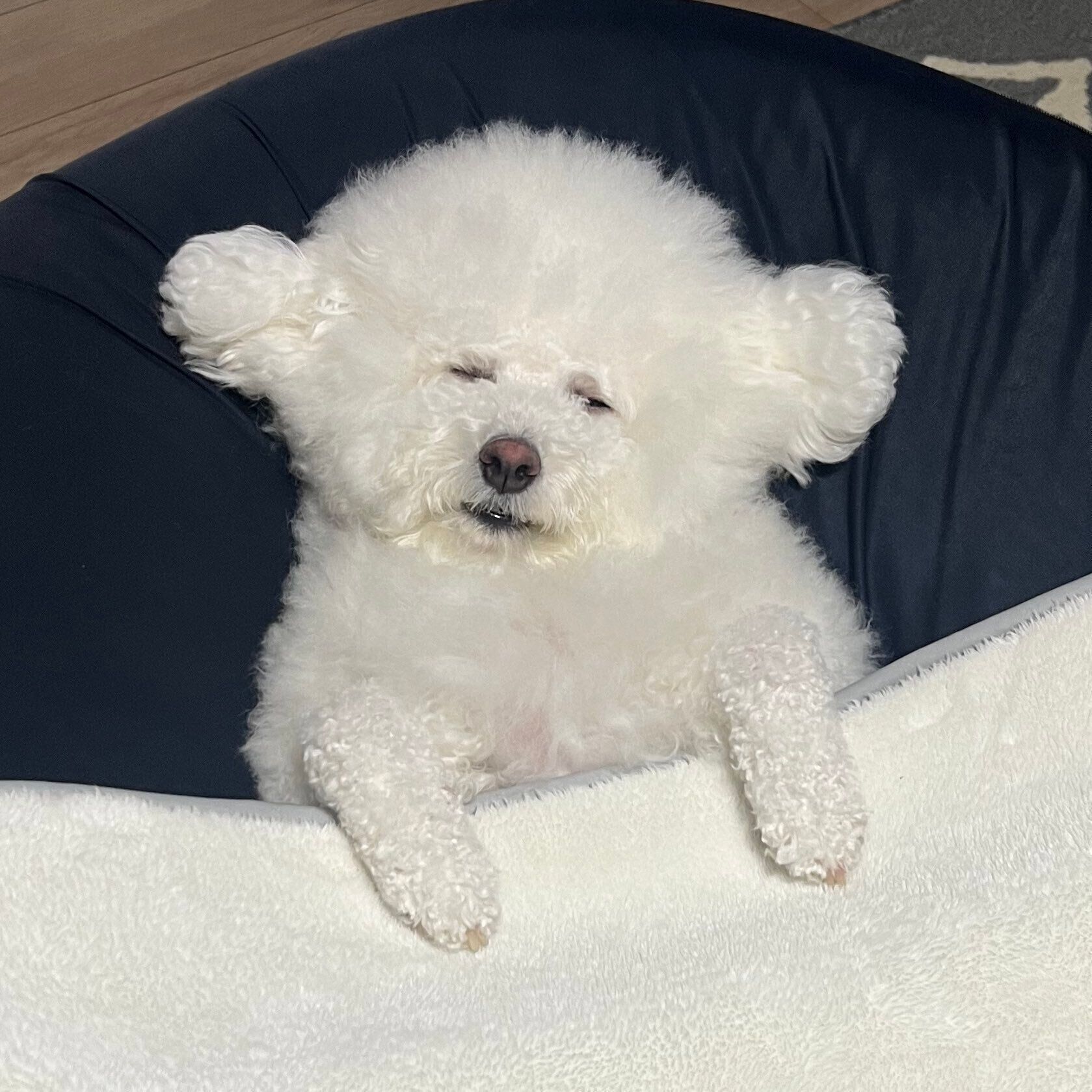 ビション・フリーゼのプンちゃん