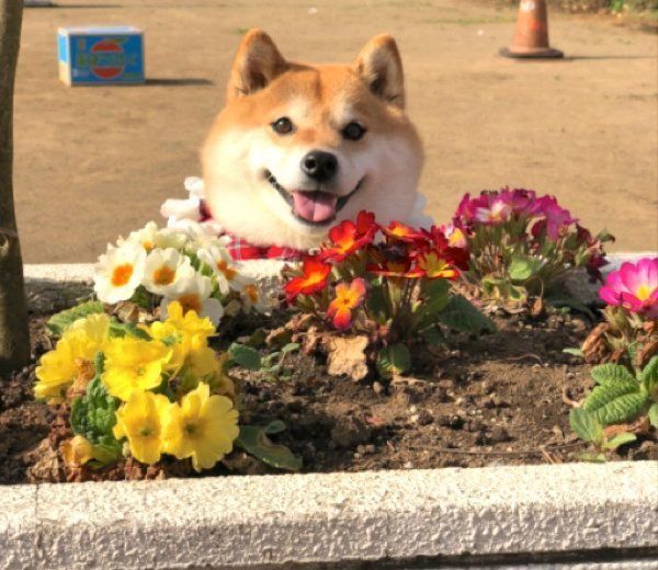 笑顔のハナちゃん