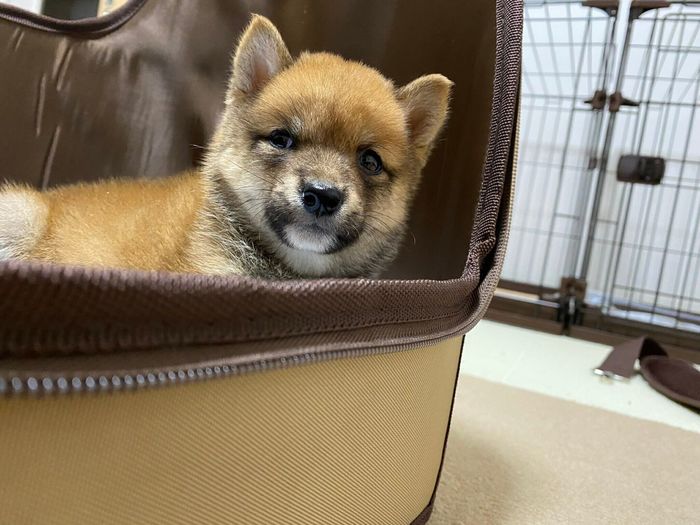 お迎え初日のたわしくん
