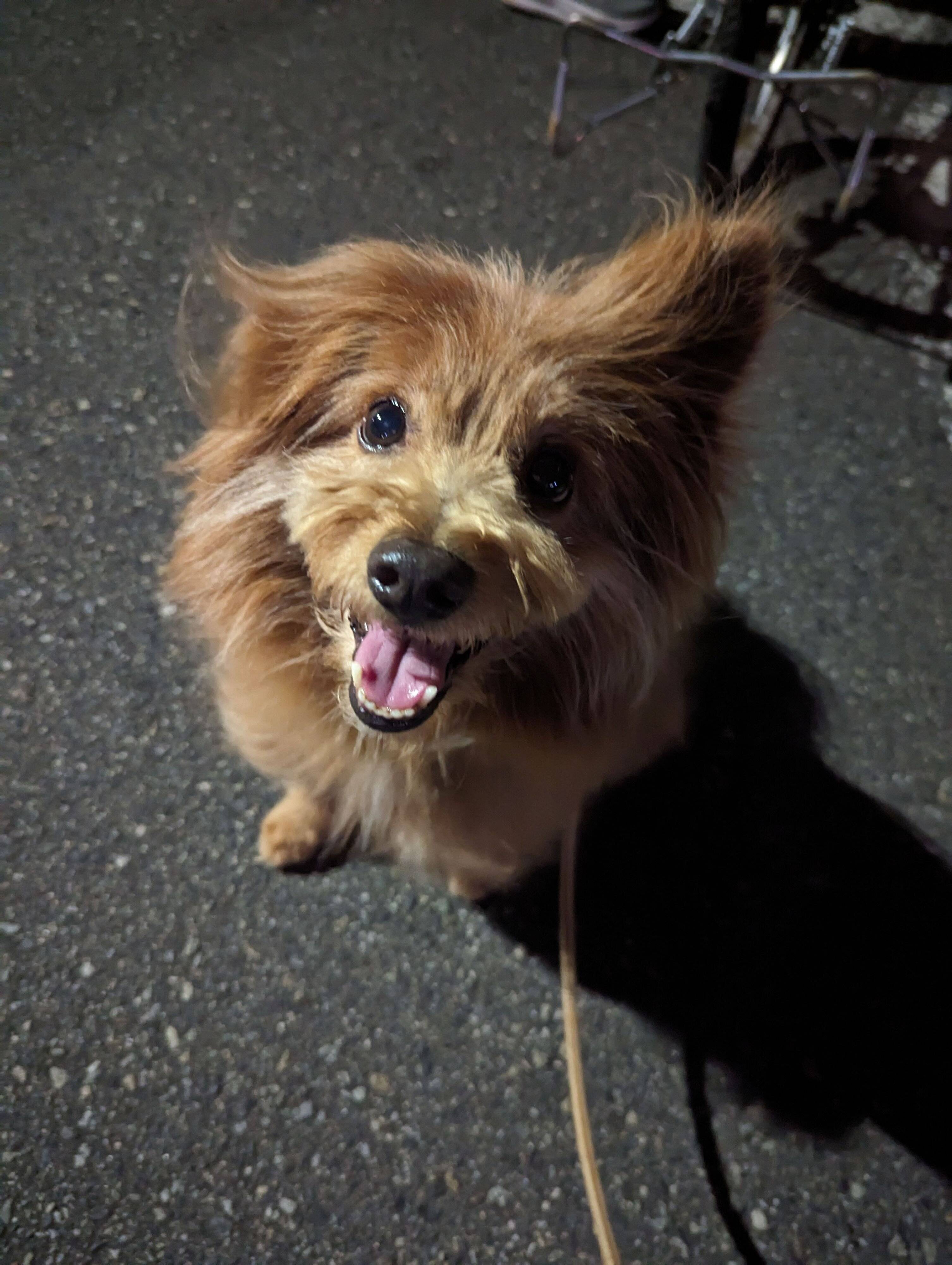 笑顔で夜道で見上げる犬