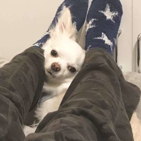 チワワのミルクくん