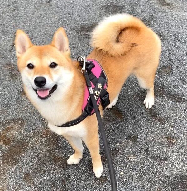 ボールで遊ぶおとちゃん