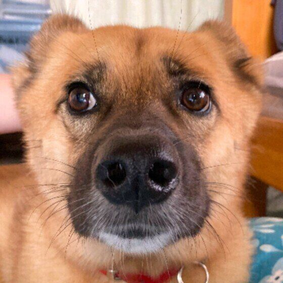 可愛い表情をする犬