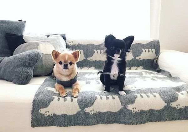 見つめるチワワ