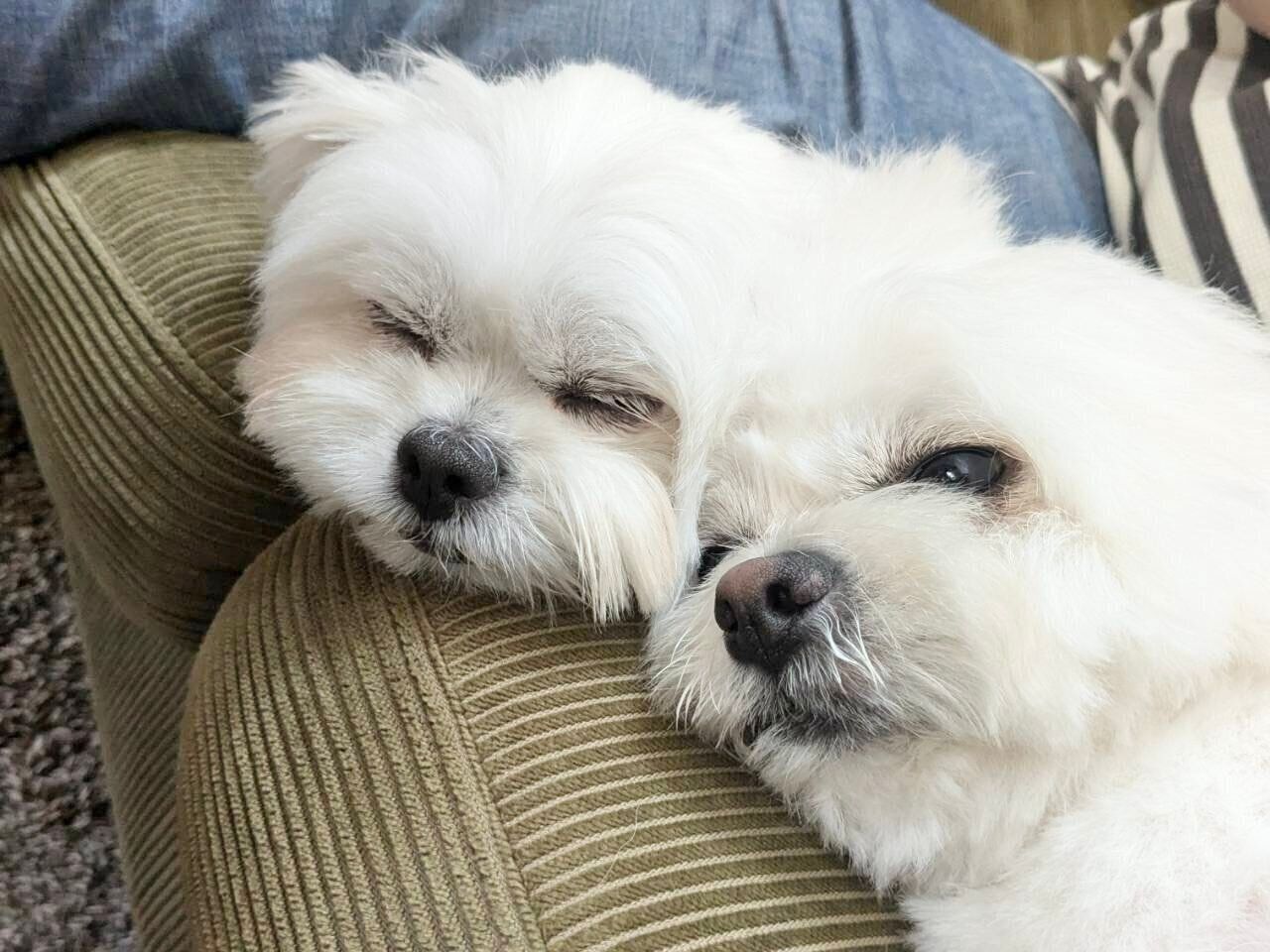 顔をくっつけて眠るわむうくん、チーズちゃん