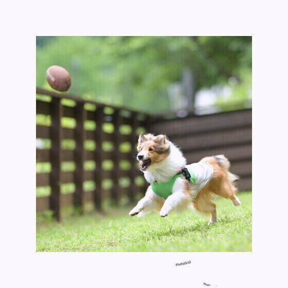 犬の身体能力ってこんなにスゴイ！ 犬の驚くべき身体能力の特徴とは いぬのきもち