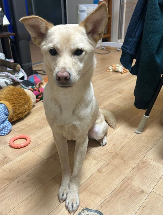 飼い主さんが食べているおやつを狙うみらいくん