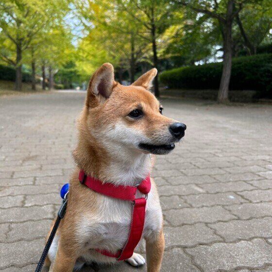 犬が食べてはいけない『秋の食材』犬にNGの食べ物を与えないように注意 いぬのきもち