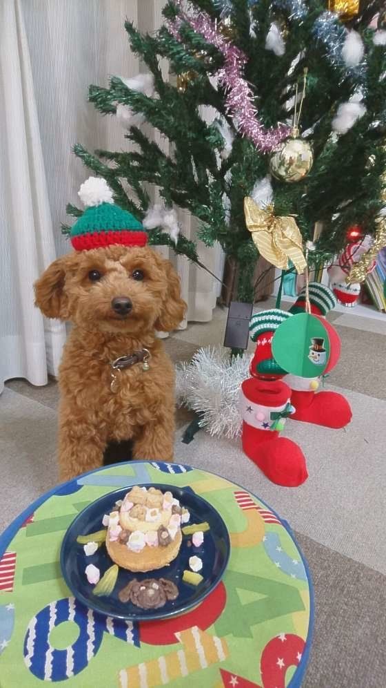 観葉植物の誤食に気をつけて！犬に危険な観葉植物