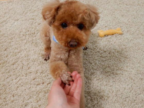 それは盲点だった 犬が拾い食いしやすいものとそのリスク いぬのきもちweb Magazine