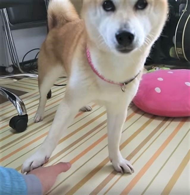 上目づかいの柴犬