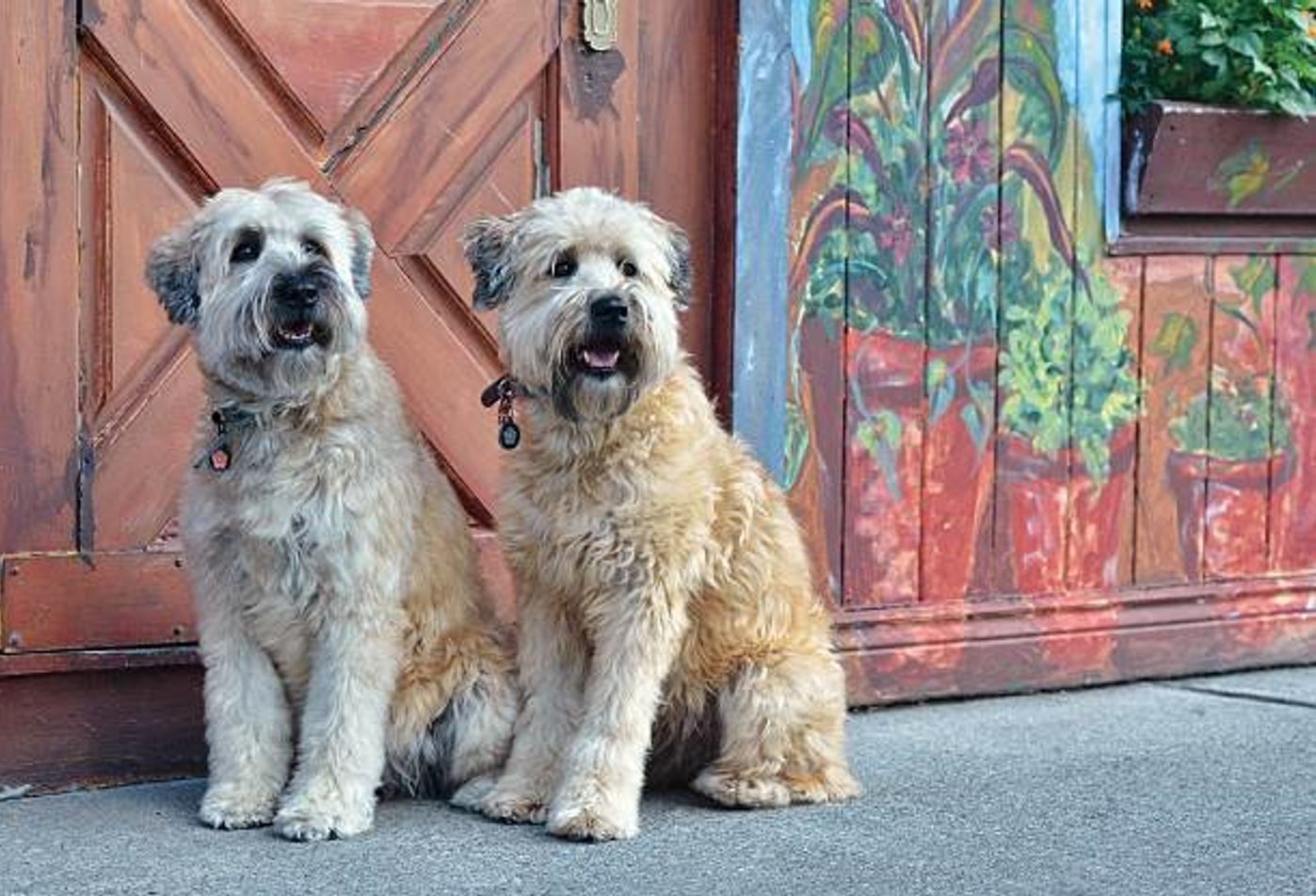 アイリッシュ ソフトコーテッド ウィートン テリアの特徴と性格 飼い方 価格相場など 犬図鑑 いぬのきもちweb Magazine アイリッシュ ソフトコーテッド ウィートン テリアの特徴と性格 飼い方 価格相場など 犬図鑑 いぬのきもちweb Magazine