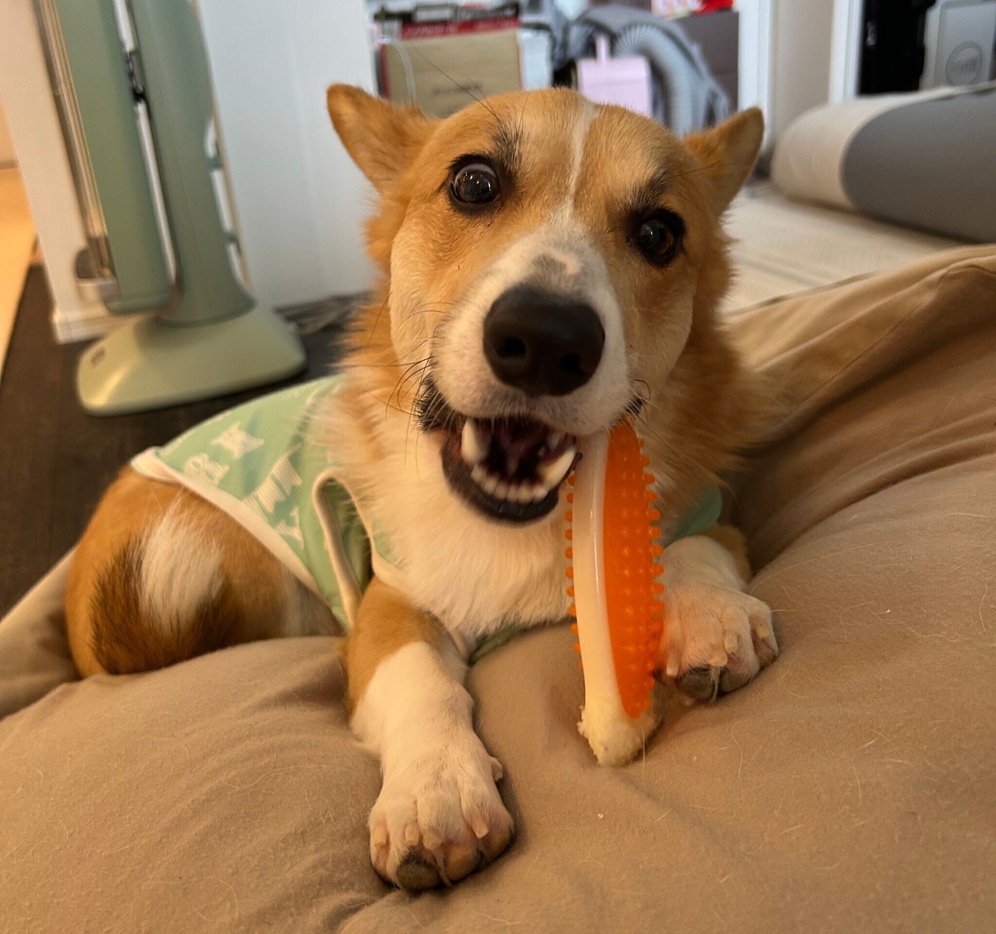 おもちゃで遊ぶコーギー