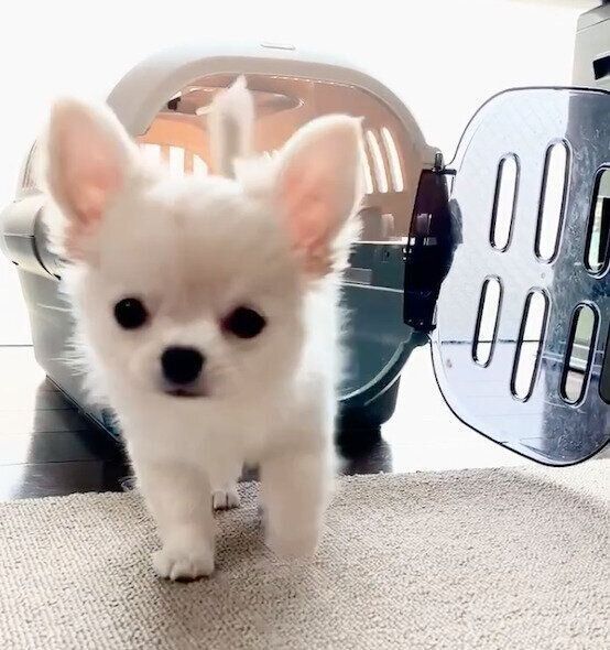 飼い主さんのほうに歩いてくるコロンくん