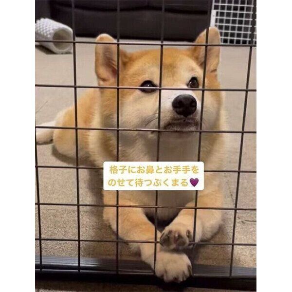 ごはん中の飼い主さんたちを見つめる福丸くん