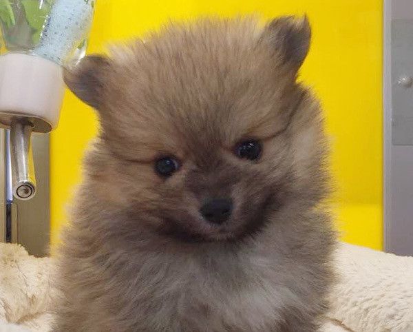 見つめるポメラニアン