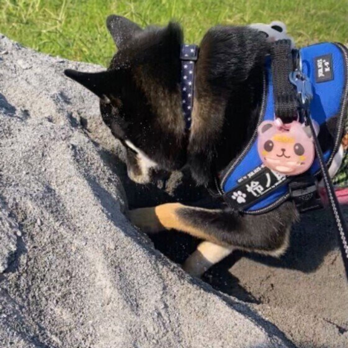 おもちゃやおやつ 意外なものまで どうして犬は物を集めるの いぬのきもちweb Magazine おもちゃやおやつ 意外なものまで どうして犬は物を集めるの いぬのきもちweb Magazine