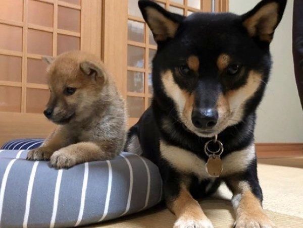 並んで座る柴犬と豆柴