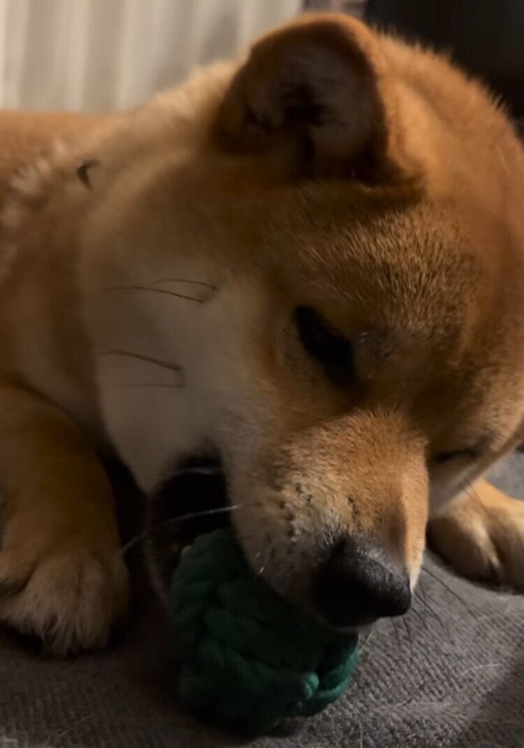 おもちゃで遊ぶくま丸くん