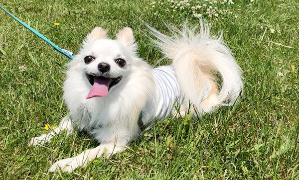 見つめるチワワ