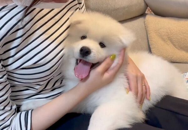 もものすけくんをお迎えしたときの様子