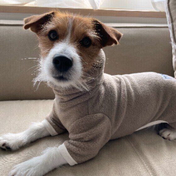 見つめるジャック・ラッセル・テリア